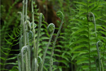 In the Landscape: Lens on the Forest – Wildflowers & Ferns
